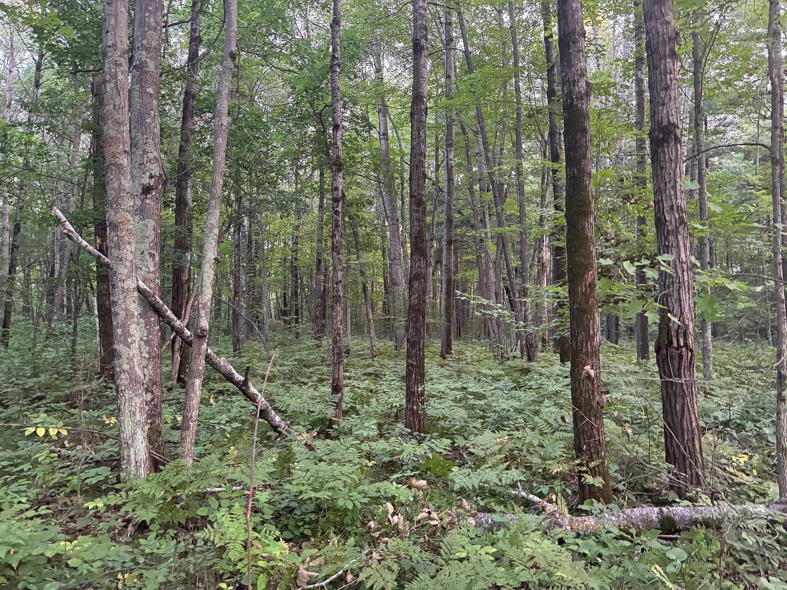 County Hwy E #A Spooner, WI 54801  | Land/Lot