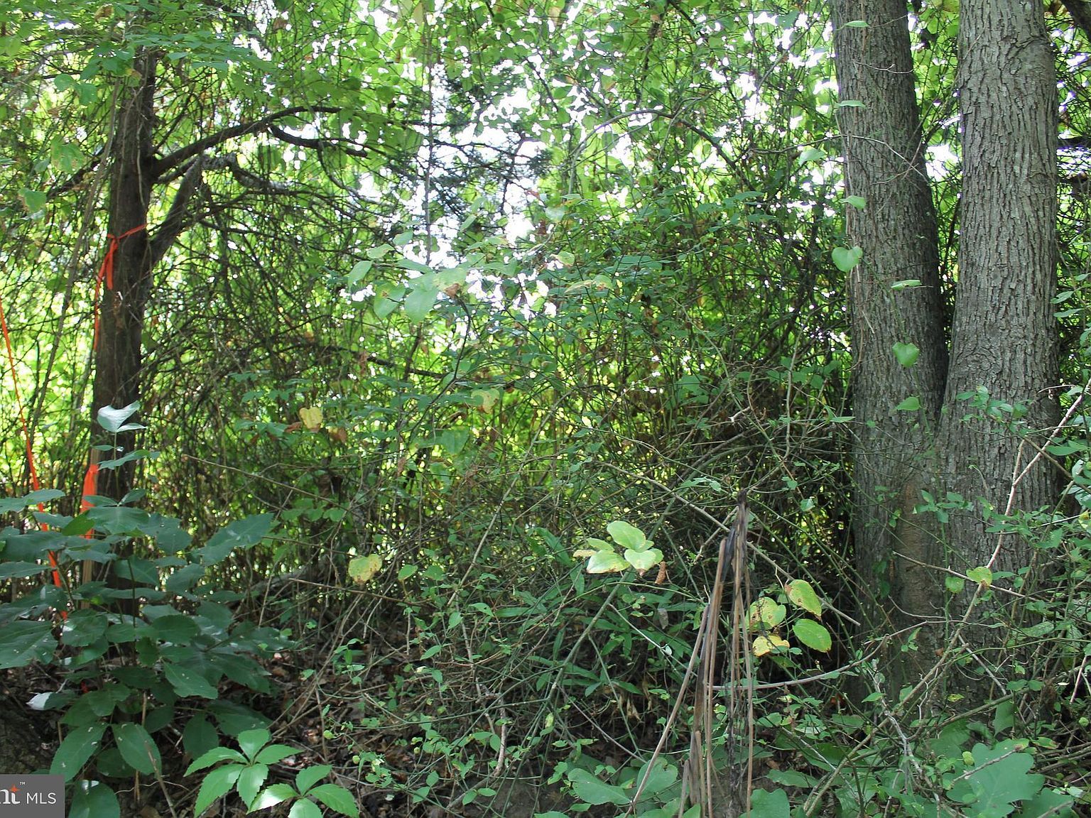 Marye Rd Woodford, VA 22580  | Land/Lot