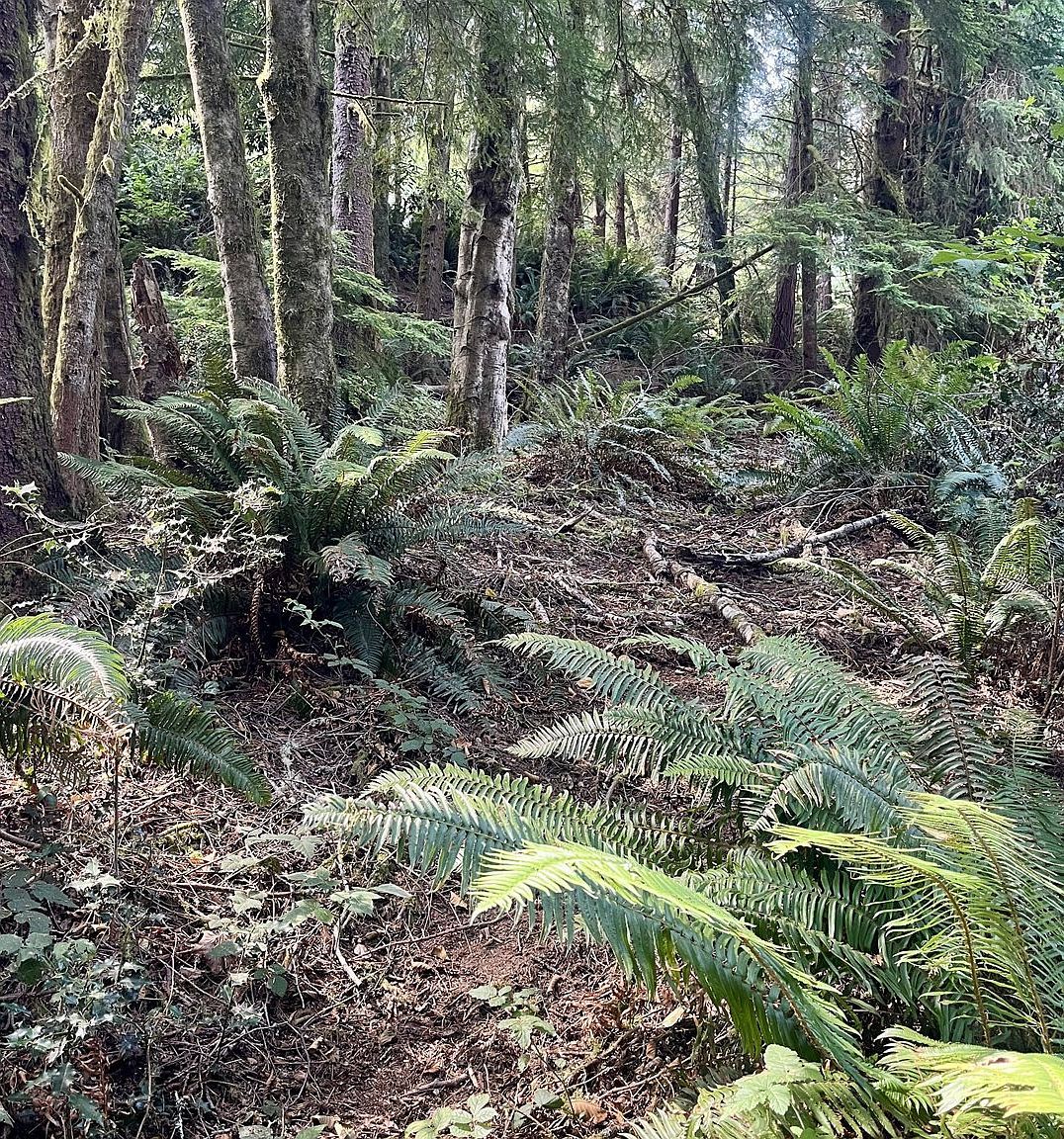 20th Ln Coos Bay, OR 97420 | Land/Lot