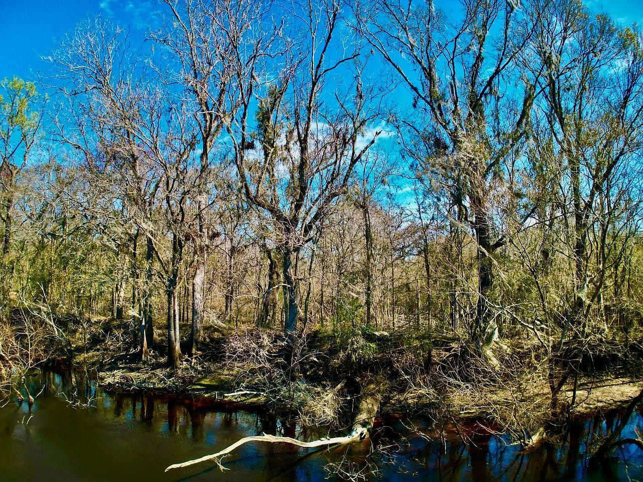 (undisclosed Address) Bell, FL 32619 | Land/Lot