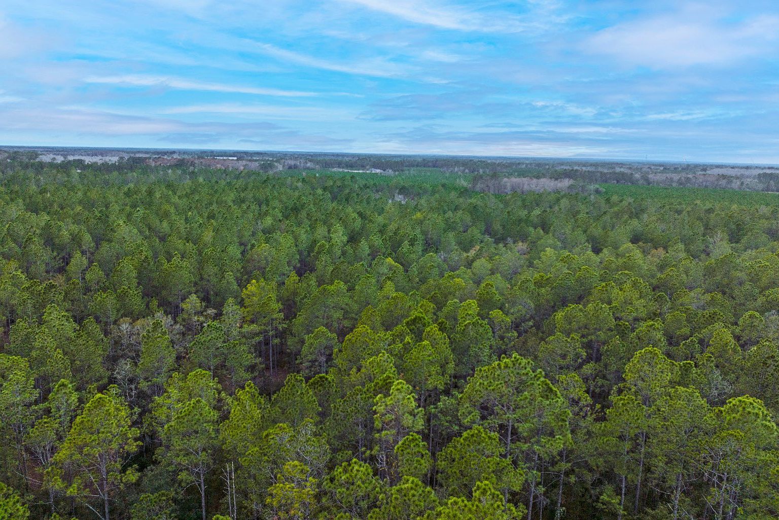 NE County Road 1469 Earleton, FL 32631 | Land/Lot