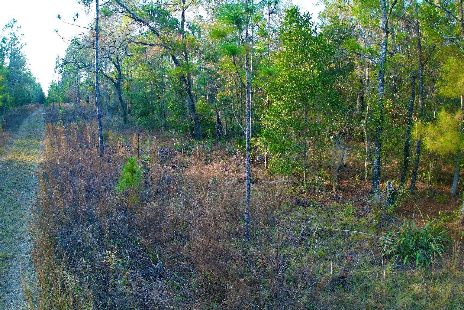 NE 16th Ln Williston, FL 32696  | Land/Lot