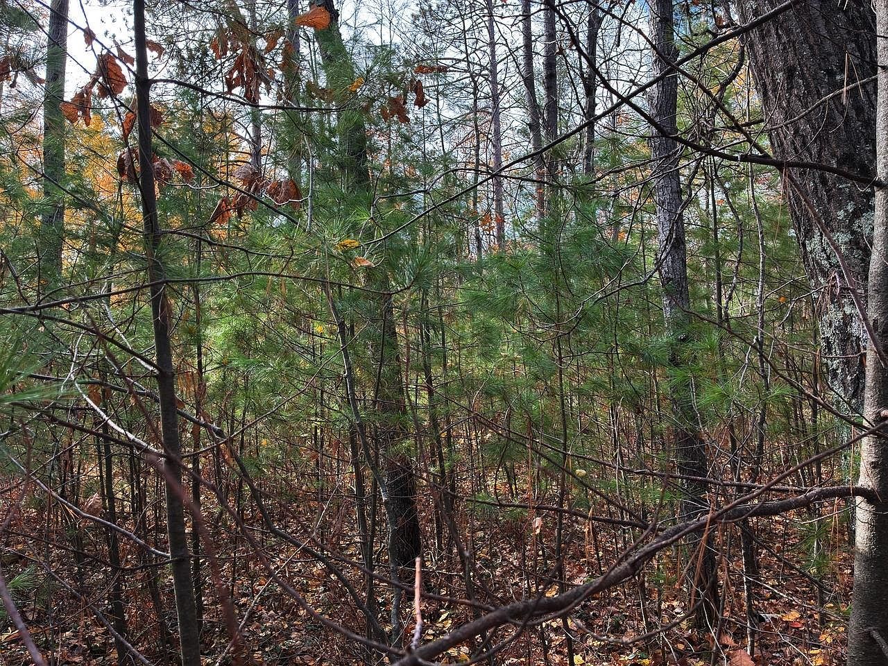 Moss Lake Dr Lac Du Flambeau, WI 54538  | Land/Lot