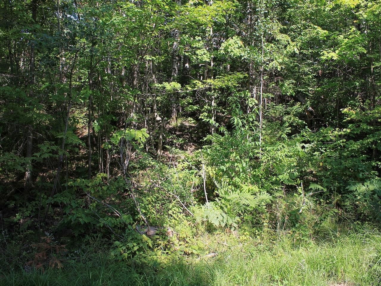 LOT 16 Alpine Dr Upson, WI 54565  | Land/Lot