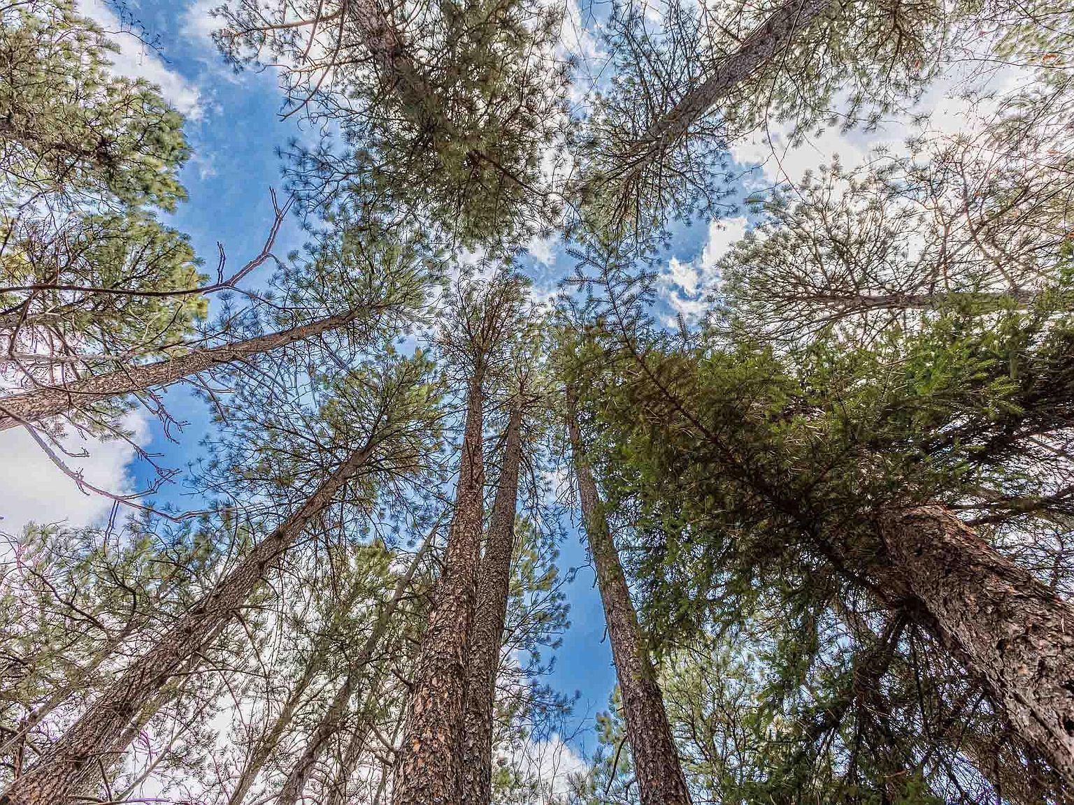 2203 Pasque Loop Spearfish, SD 57783  | Land/Lot