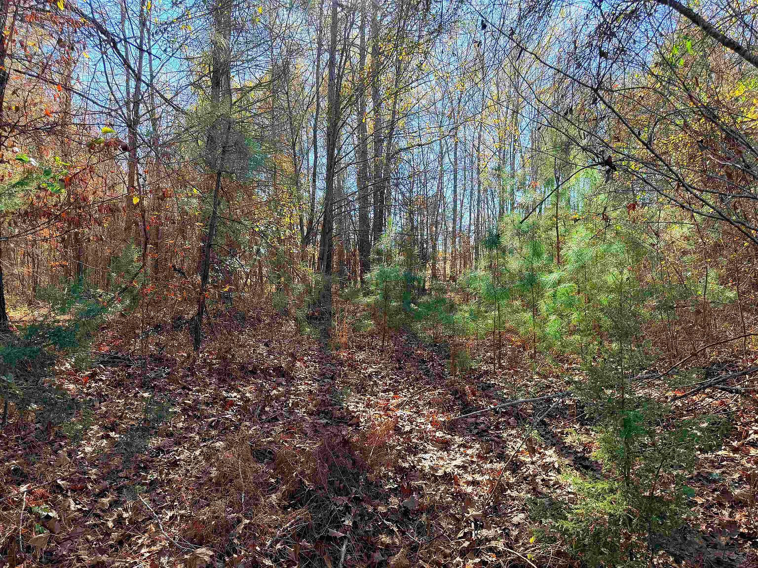 15502 E Highway 49 Jefferson, TX 75657  | Land/Lot