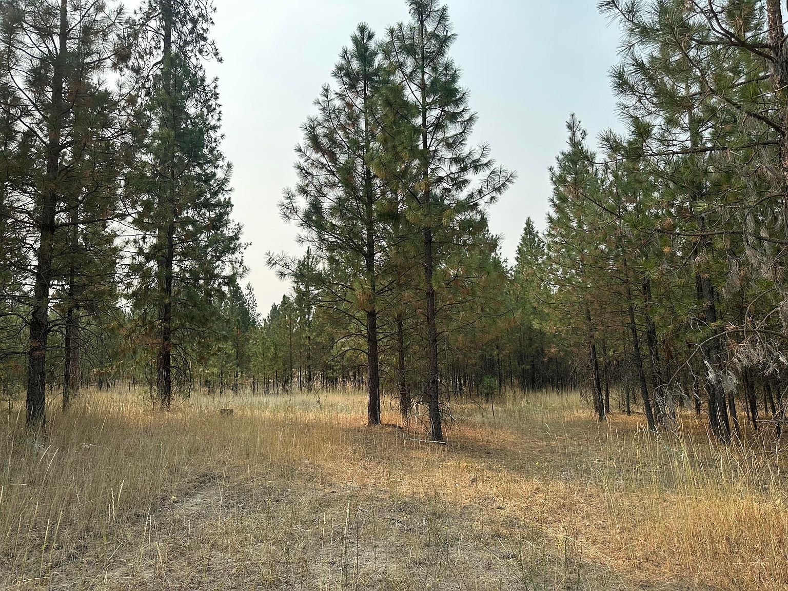 5604B Martha Boardman Rd Wellpinit, WA 99040 | New build