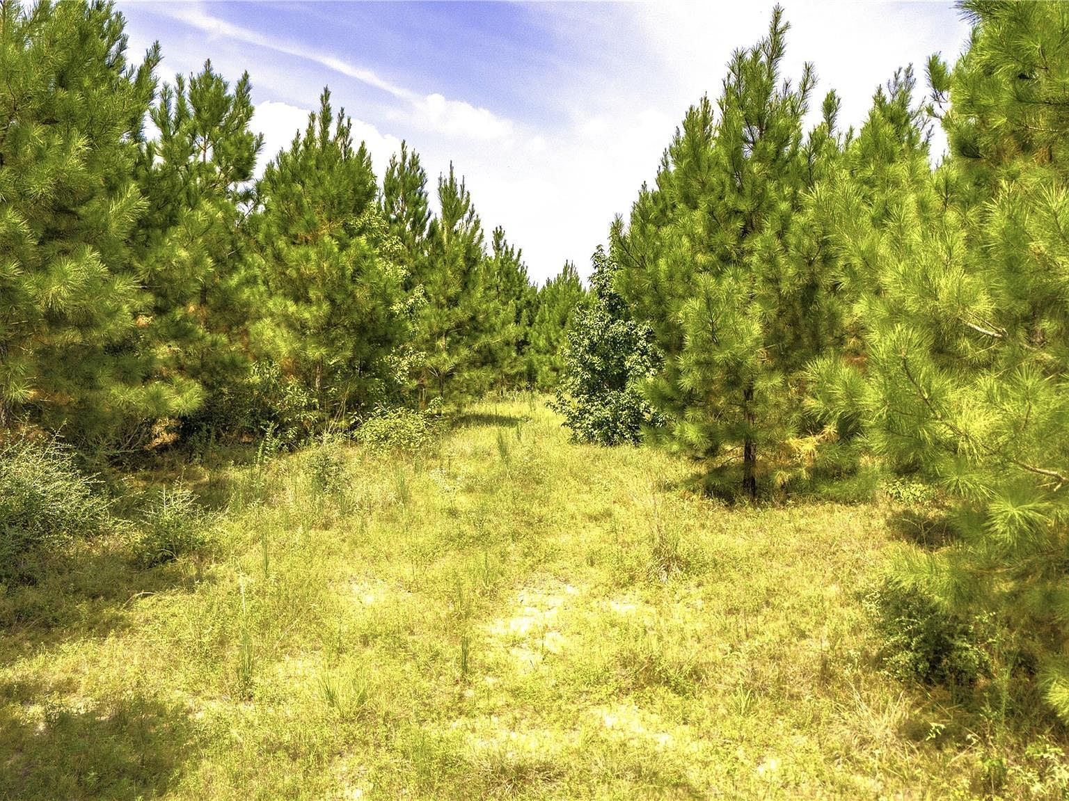 Stutts Hill Rd Livingston, TX 77351  | Land/Lot