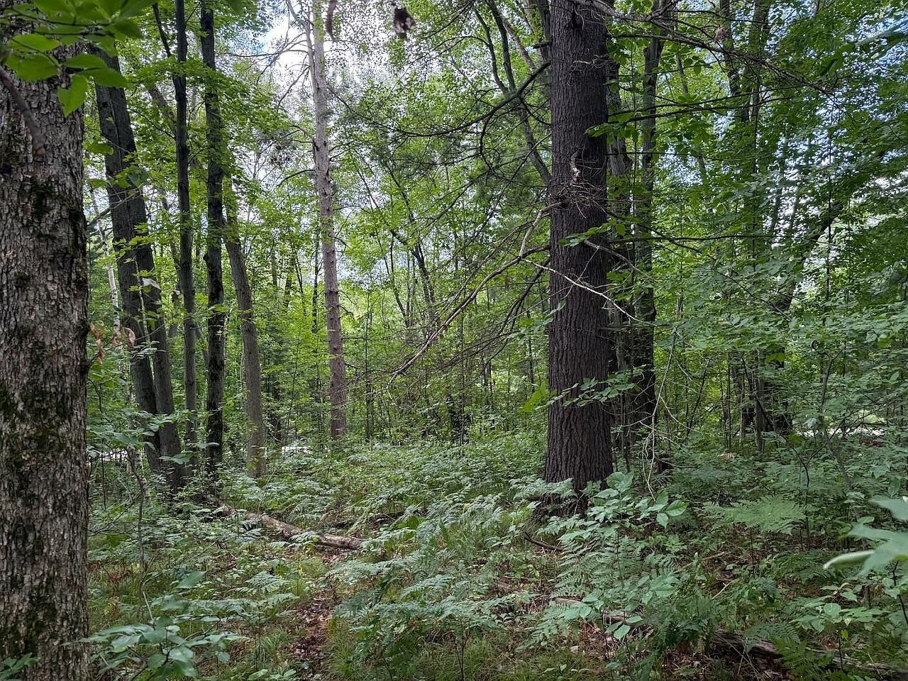 5 Hawthorn St Harrison, MI 48625 | Land/Lot