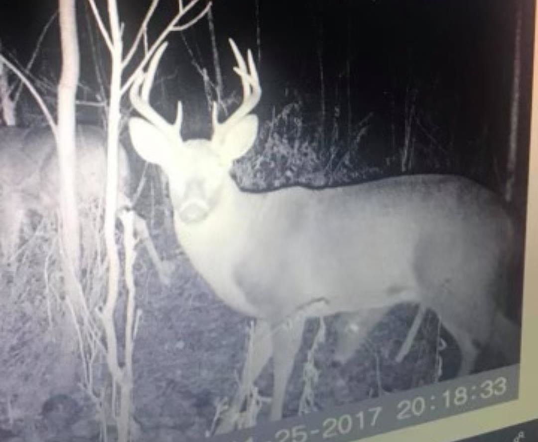 624 E McKimmey Rd Gladwin, MI 48624  | Land/Lot