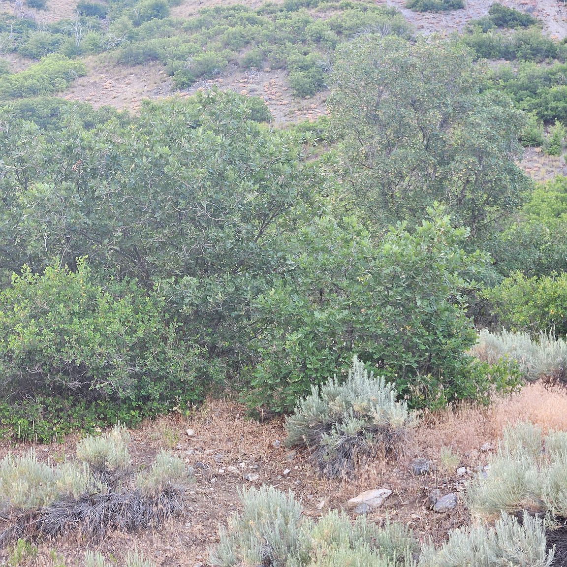 1691 E Box Elder Cir Alpine, UT 84004 | Land/Lot