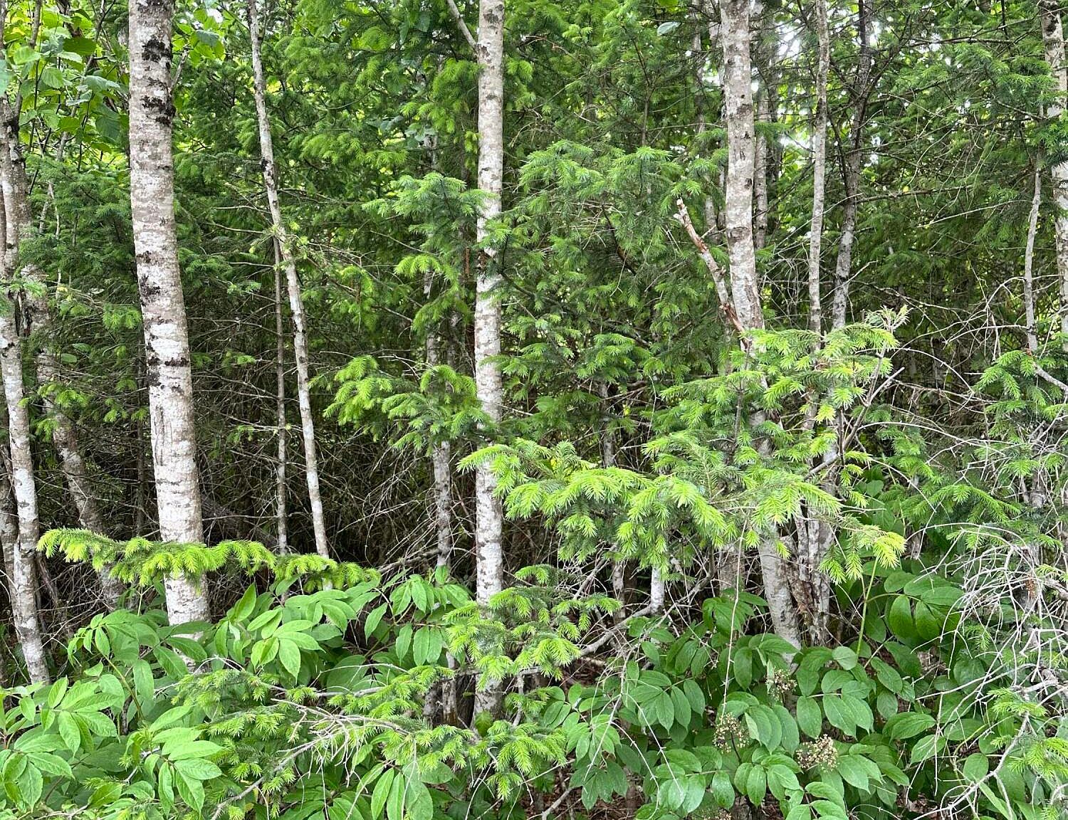2103 Olympia Rd Seward, AK 99664 | Land/Lot