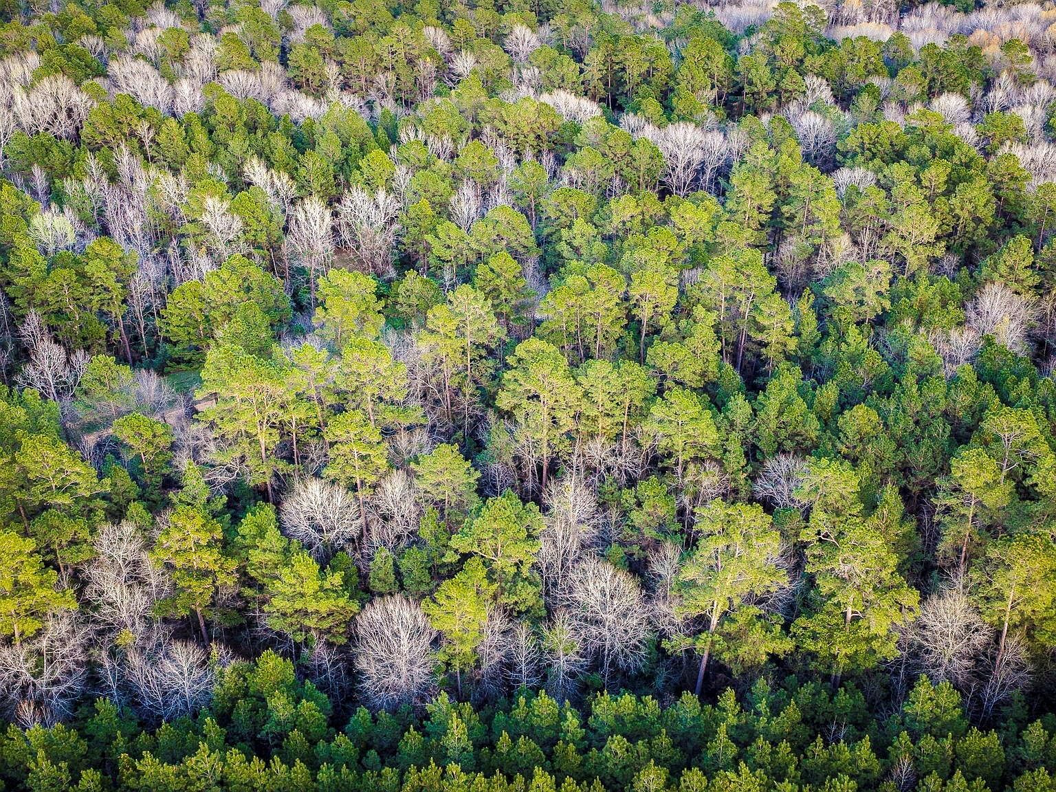 1 Holly Grove Rd Livingston, TX 77351 | Land/Lot