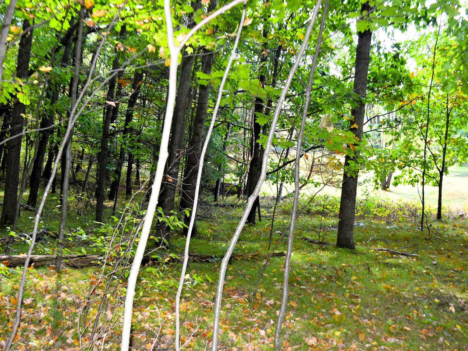 8568 W Ludington Dr Lake, MI 48632  | Land/Lot