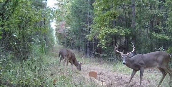 9030 Hillandale Dr Auburn, AL 36830  | Land/Lot