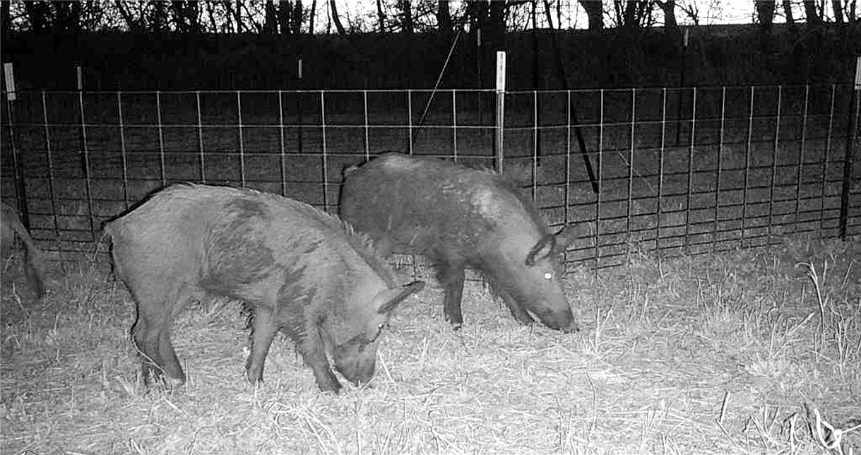 0 County Road 304 Jourdanton, TX 78026 | Land/Lot