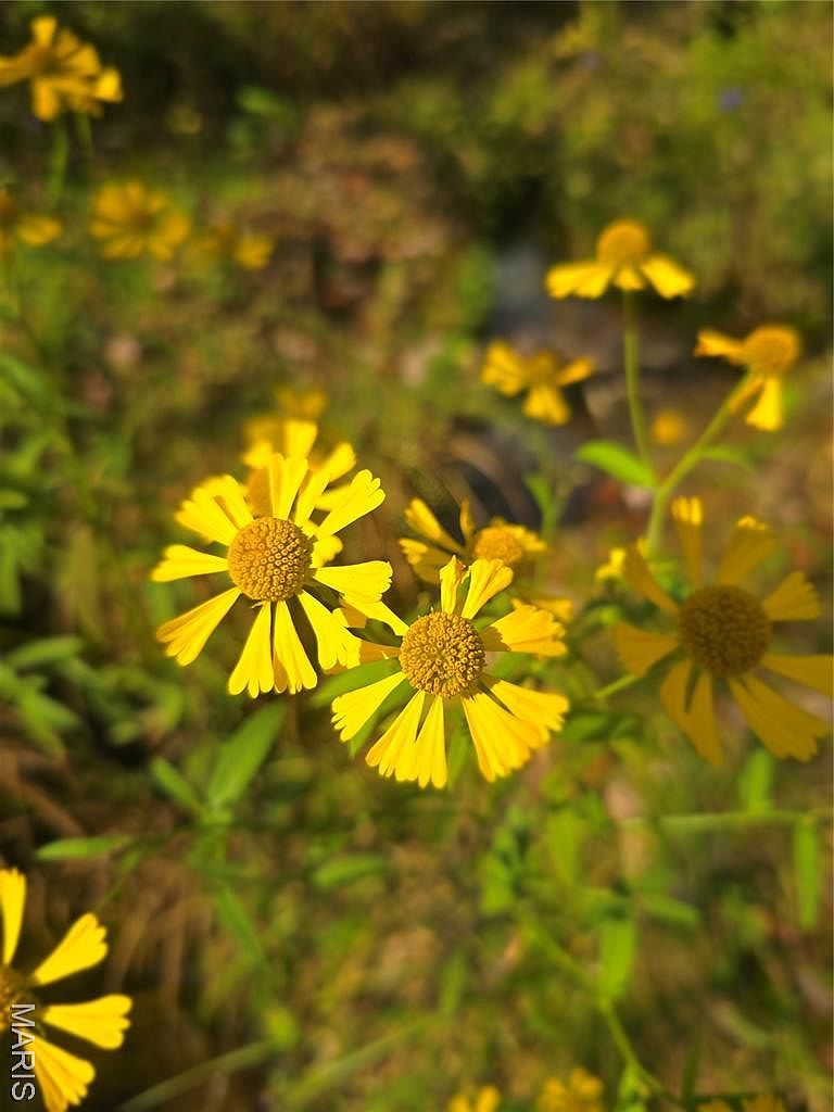 30 Acres Hwy E Cadet, MO 63630 | Land/Lot