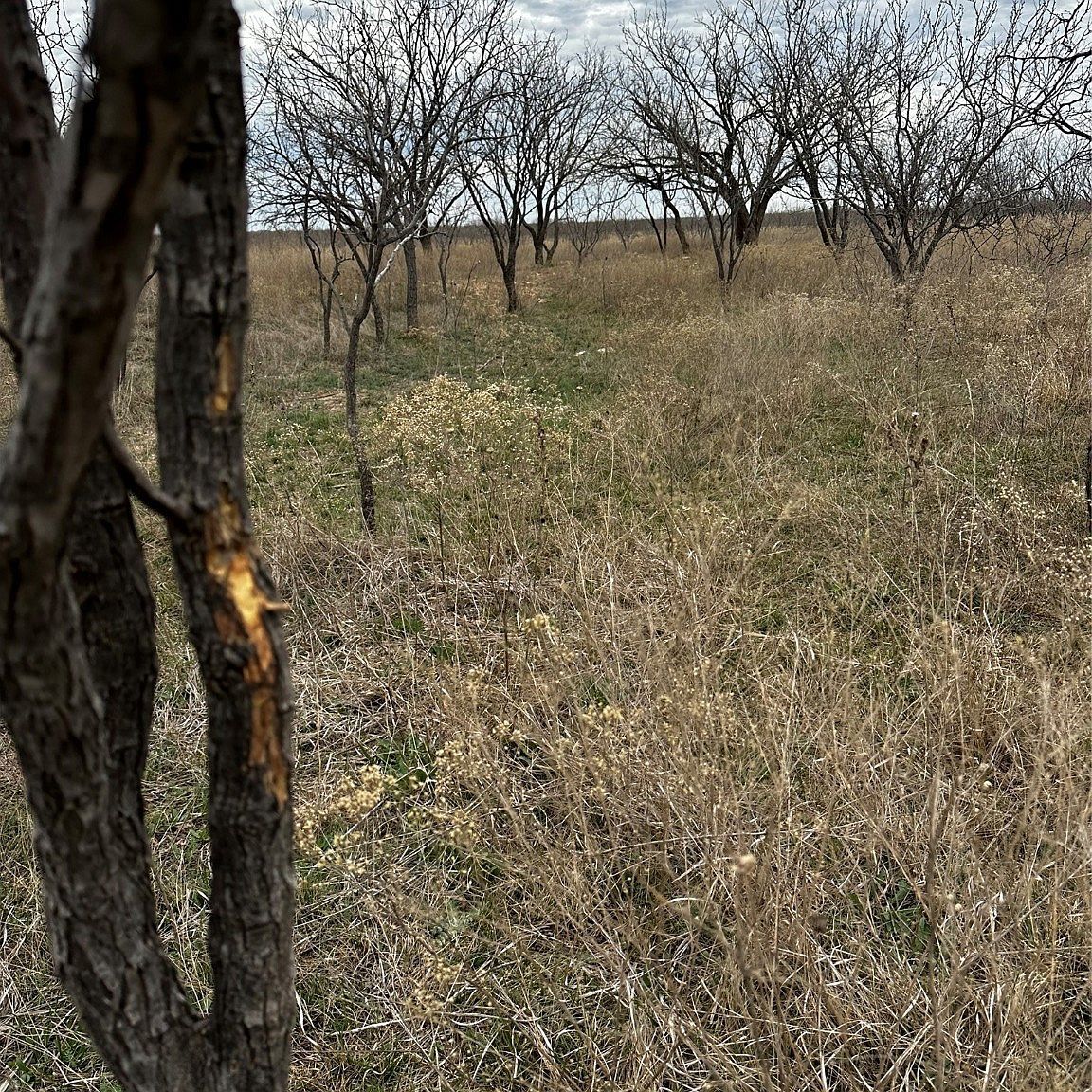 TRACT 9 County Road 107 Abilene, TX 79601 | Land/Lot