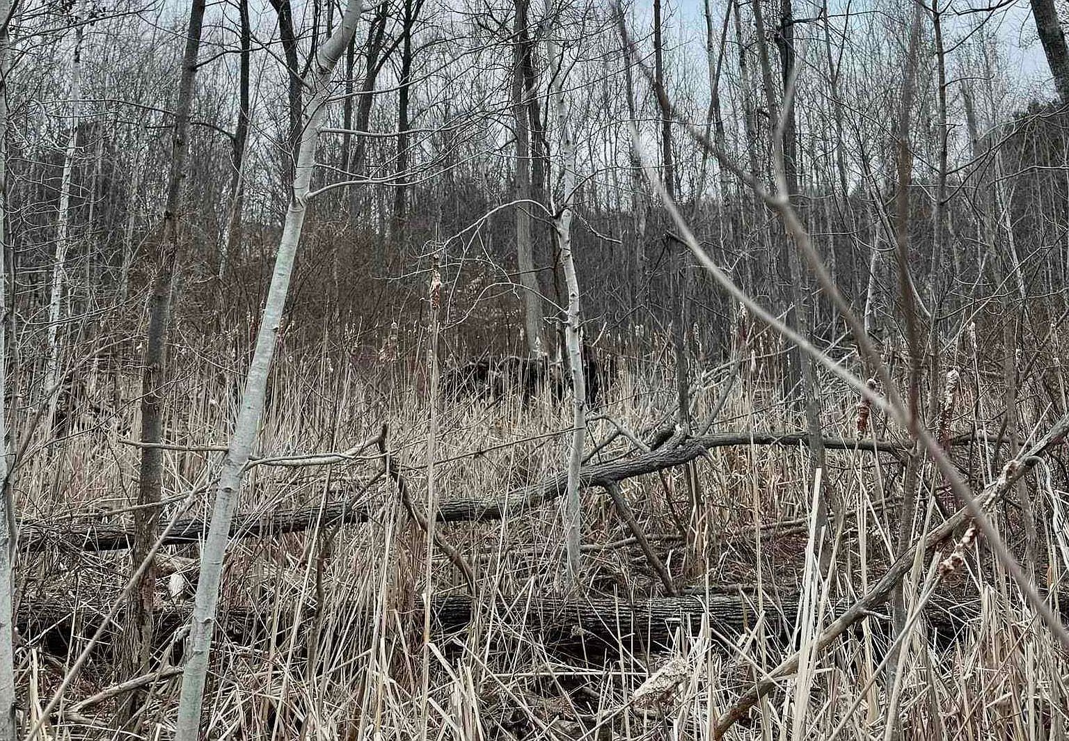 E Hidden Beech Rd Cedar, MI 49621 | Land/Lot