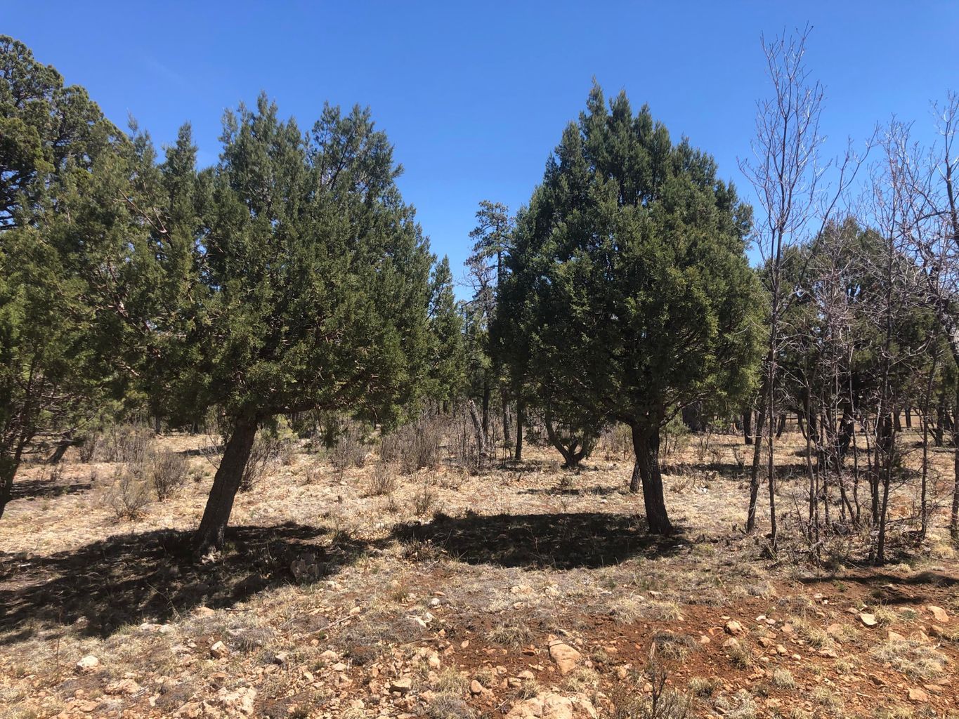 4024 Durango Drive, Happy Jack, AZ, USA, Happy Jack, AZ, 86024  | Land/Lot