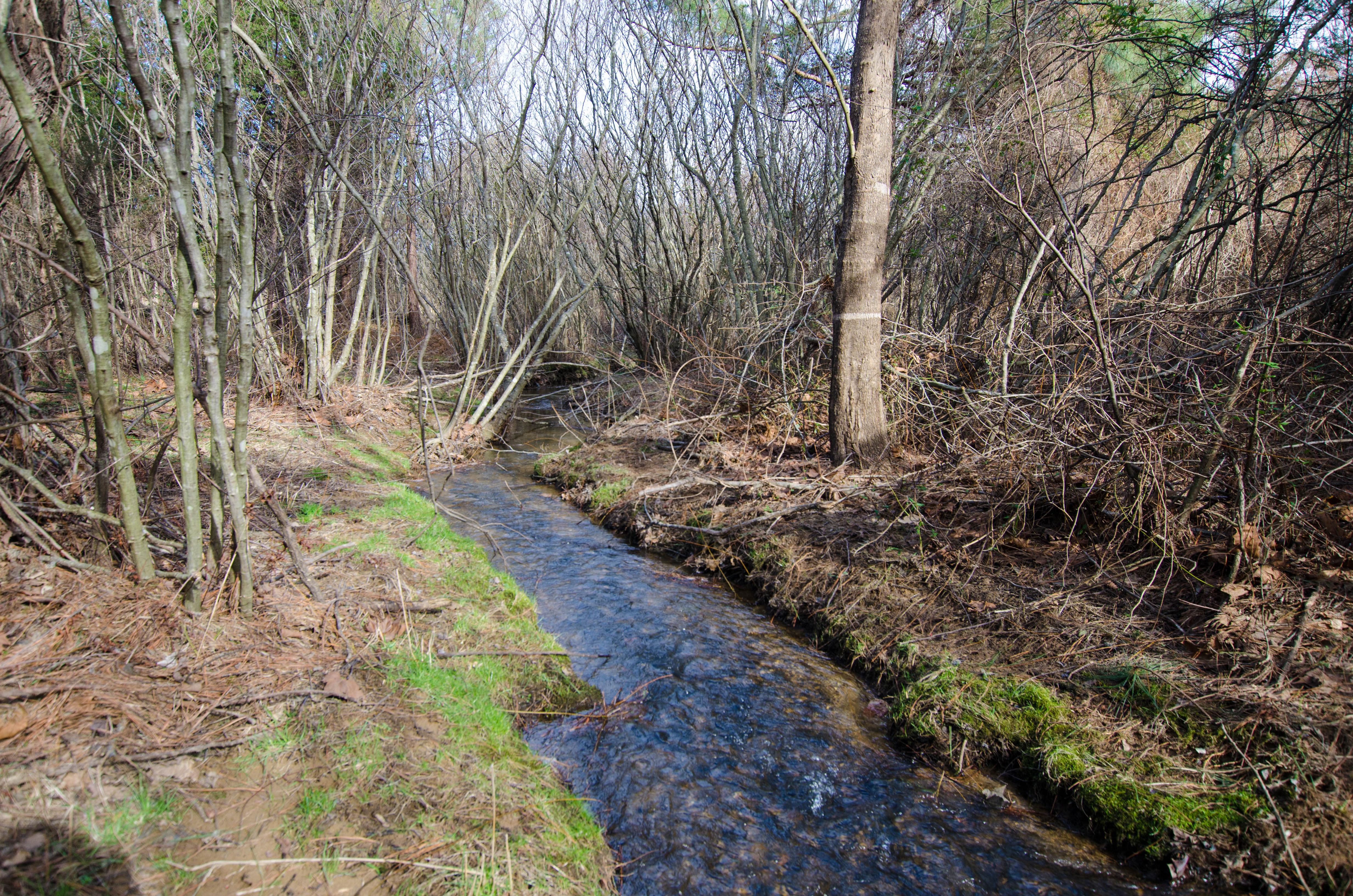 School House Lane, Nellysford, Rockfish, VA, USA, 22958 | Land/Lot