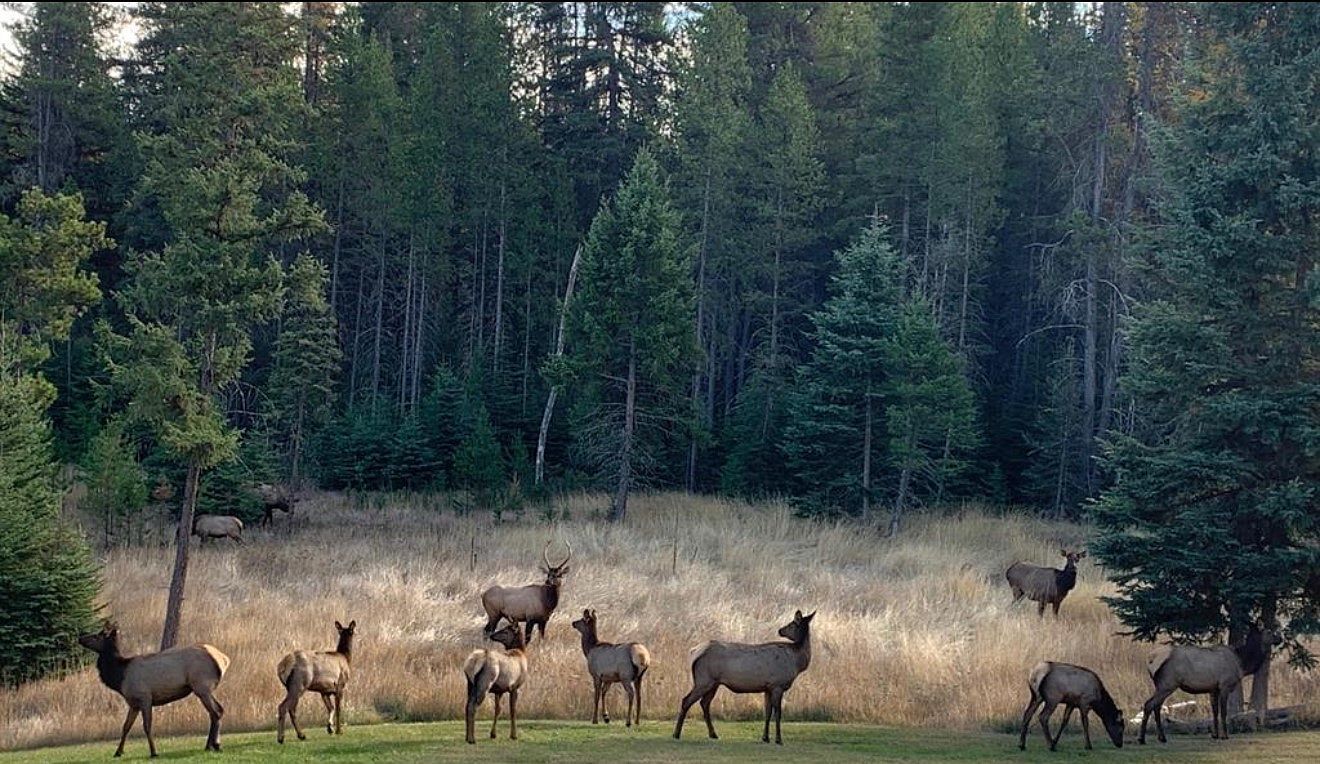 3700 Glen Lake Rd Eureka, MT 59917  | Single Family