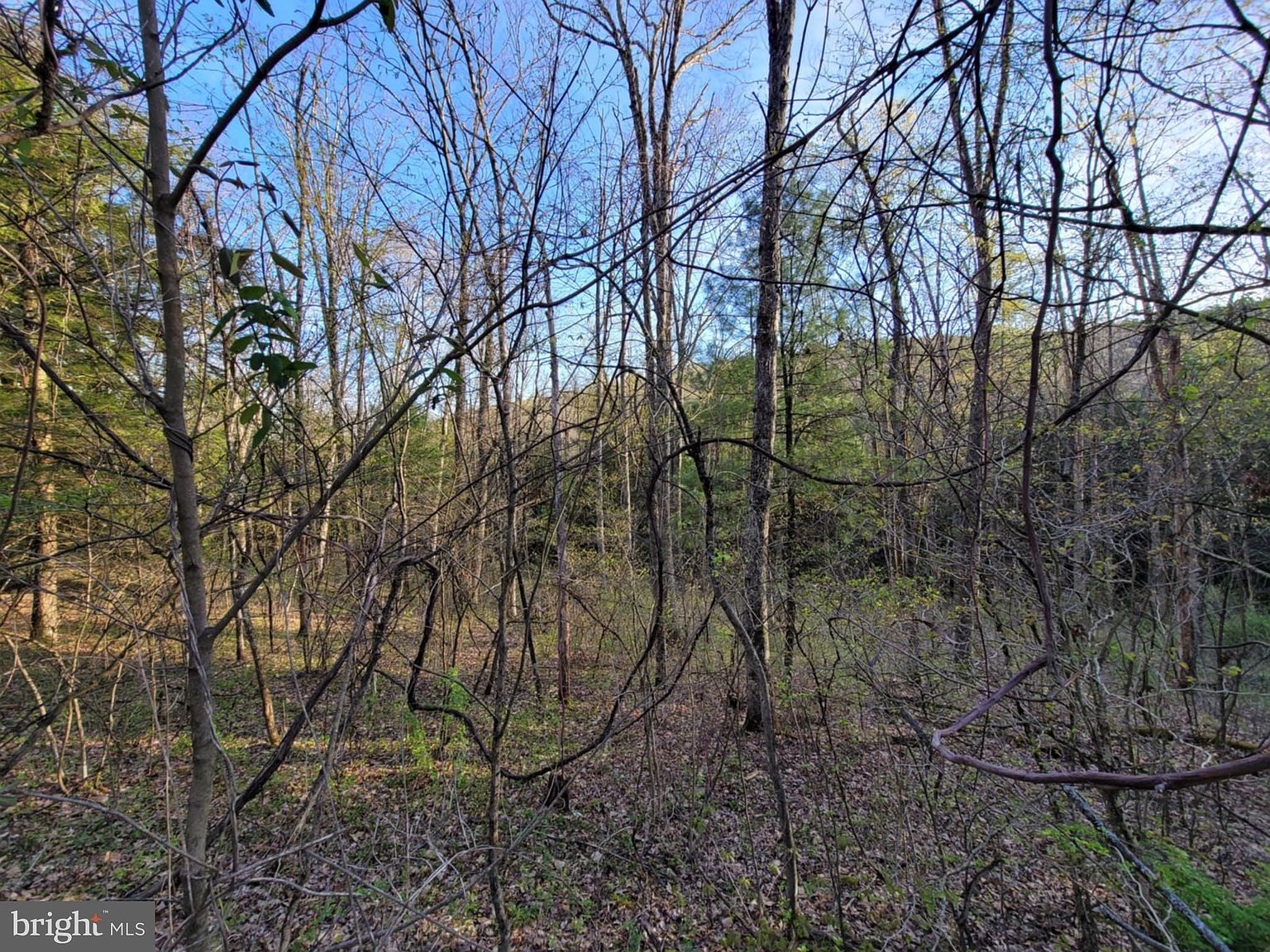 0 Back Hill Rd Pottersdale, PA 16871  | Land/Lot
