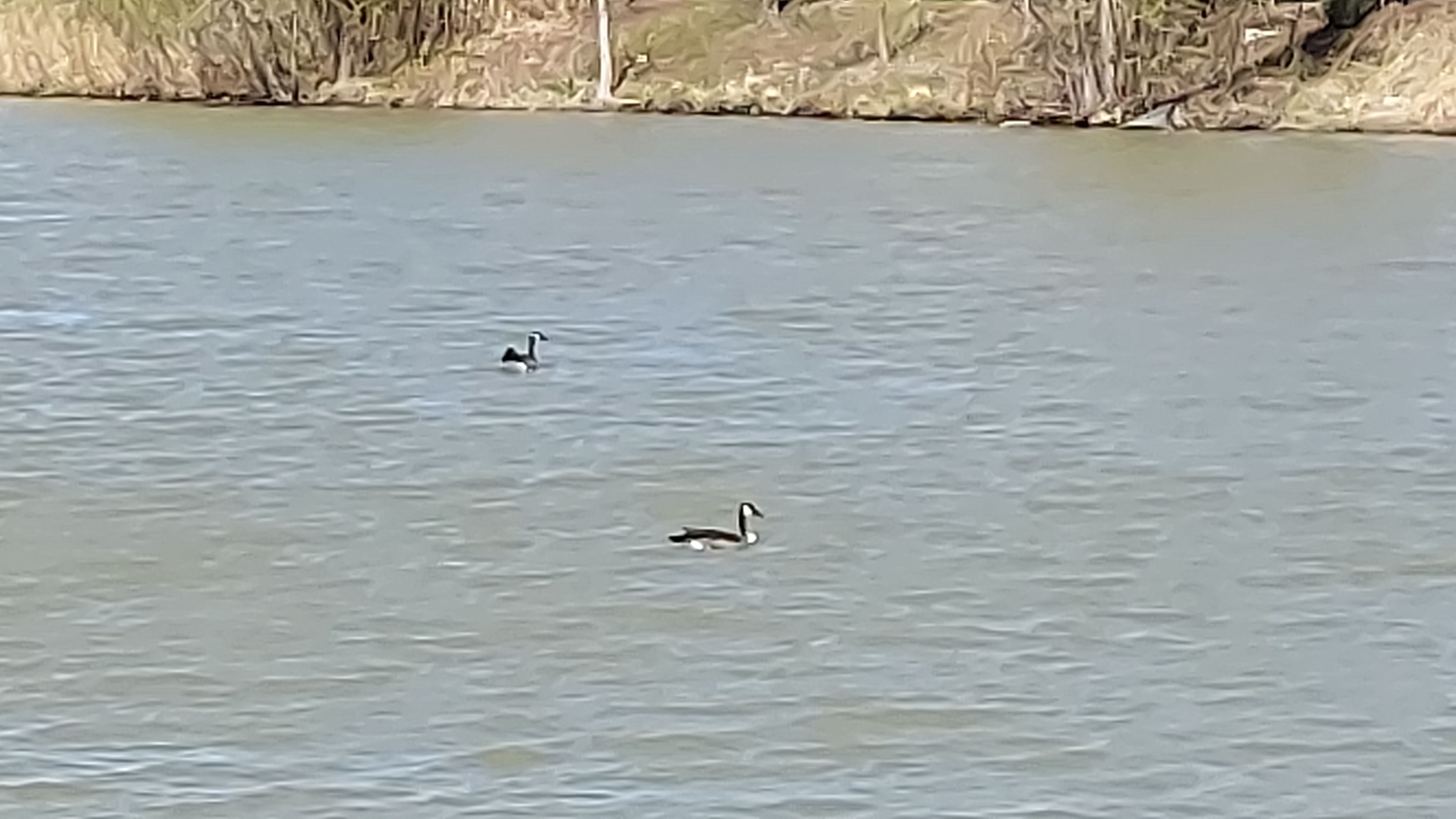 3225 Bilstone Drive, Lynwood, IL, USA, 60411  | Single Family