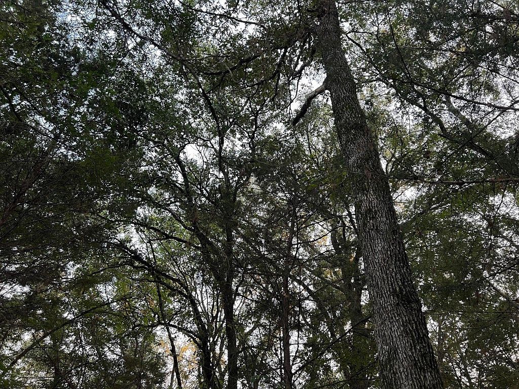 County Road 4015 Mabank, TX 75147  | Land/Lot