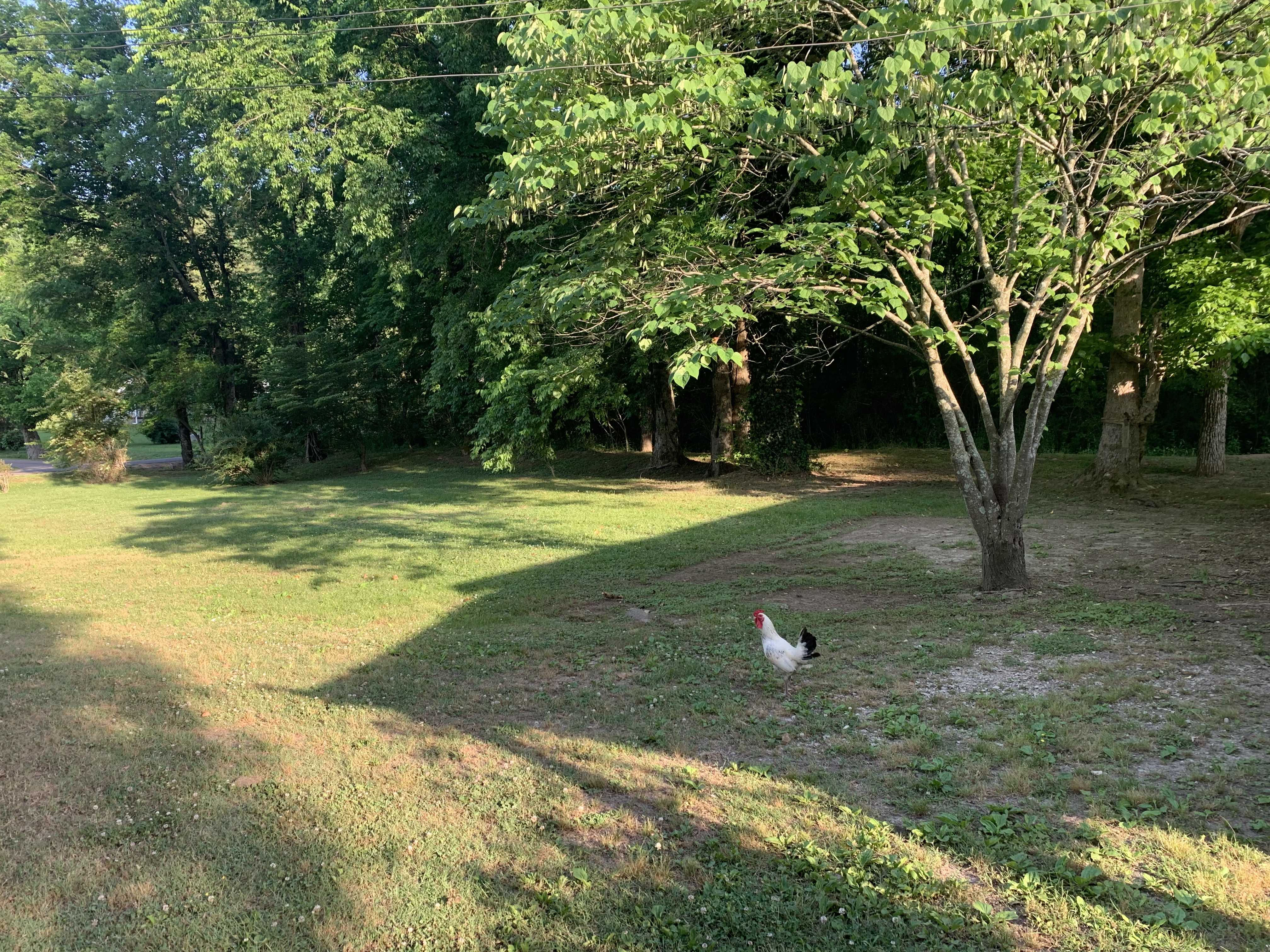 520 Choate Creek Road, Savannah, TN, USA, 38372  | Single Family