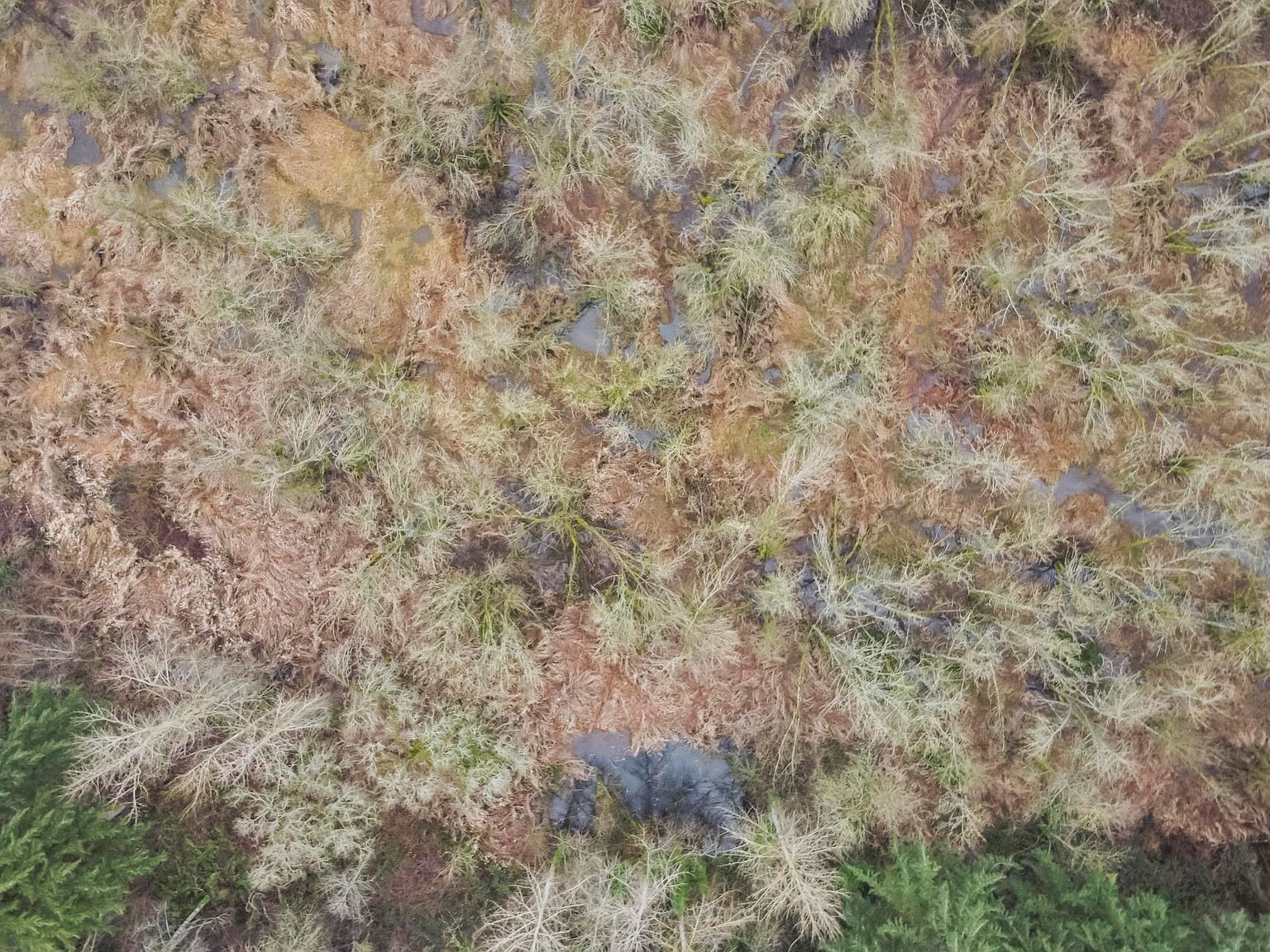 10 Oak St Woodburn, OR 97071 | Land/Lot