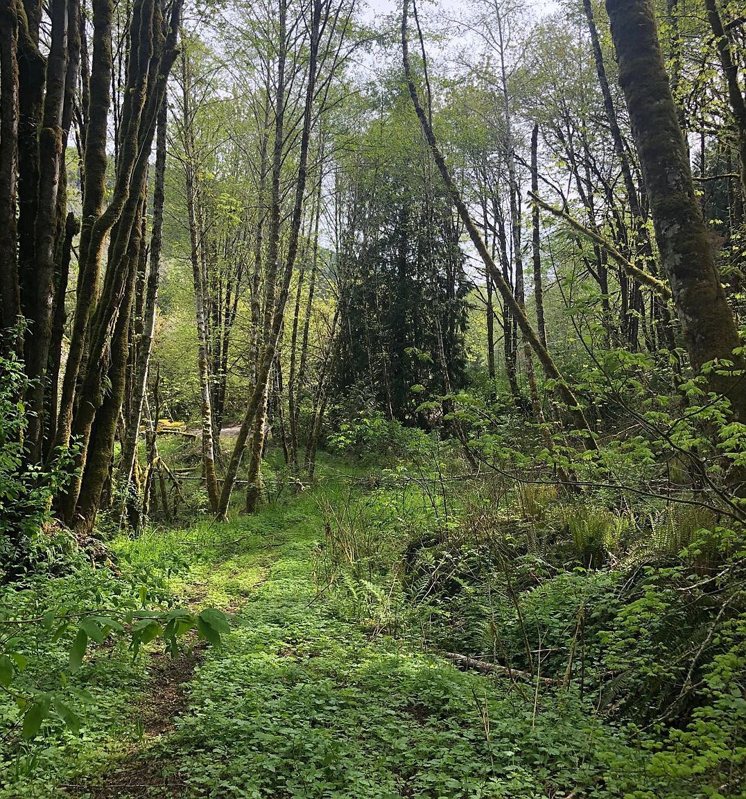 0 Mustola Rd Clatskanie, OR 97016  | Land/Lot