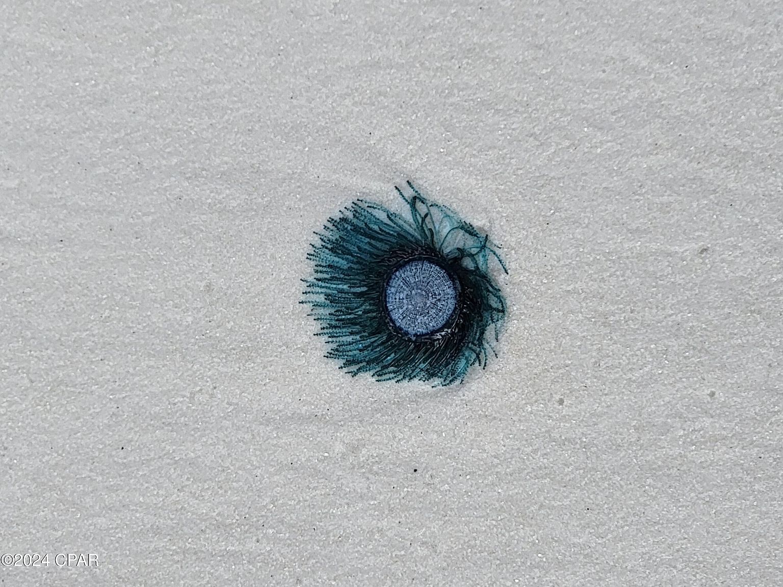 4114 Holiday Dr APT 17 Panama City Beach, FL 32408  | Condominium