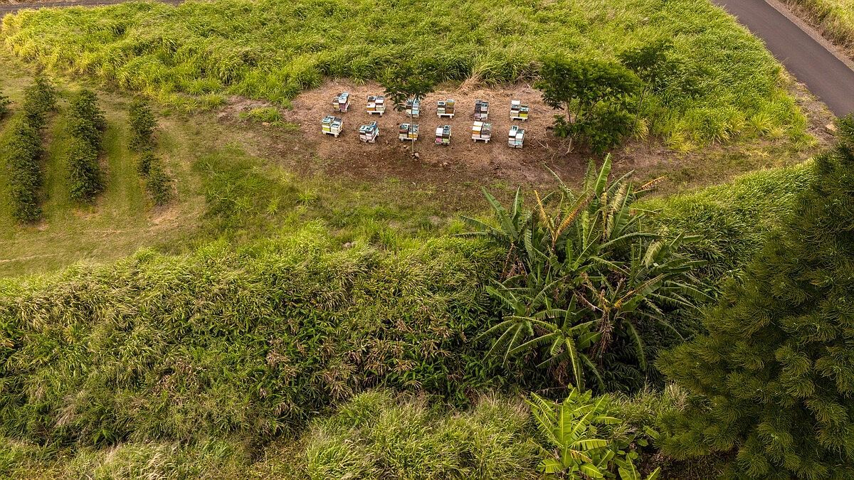 Kamaile Pahala, HI 96777 | Land/Lot