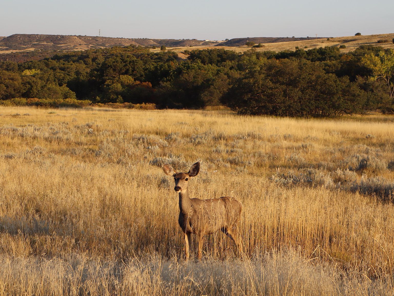 Lawrence Blvd LOT 222 Rye, CO 81069 | Land/Lot