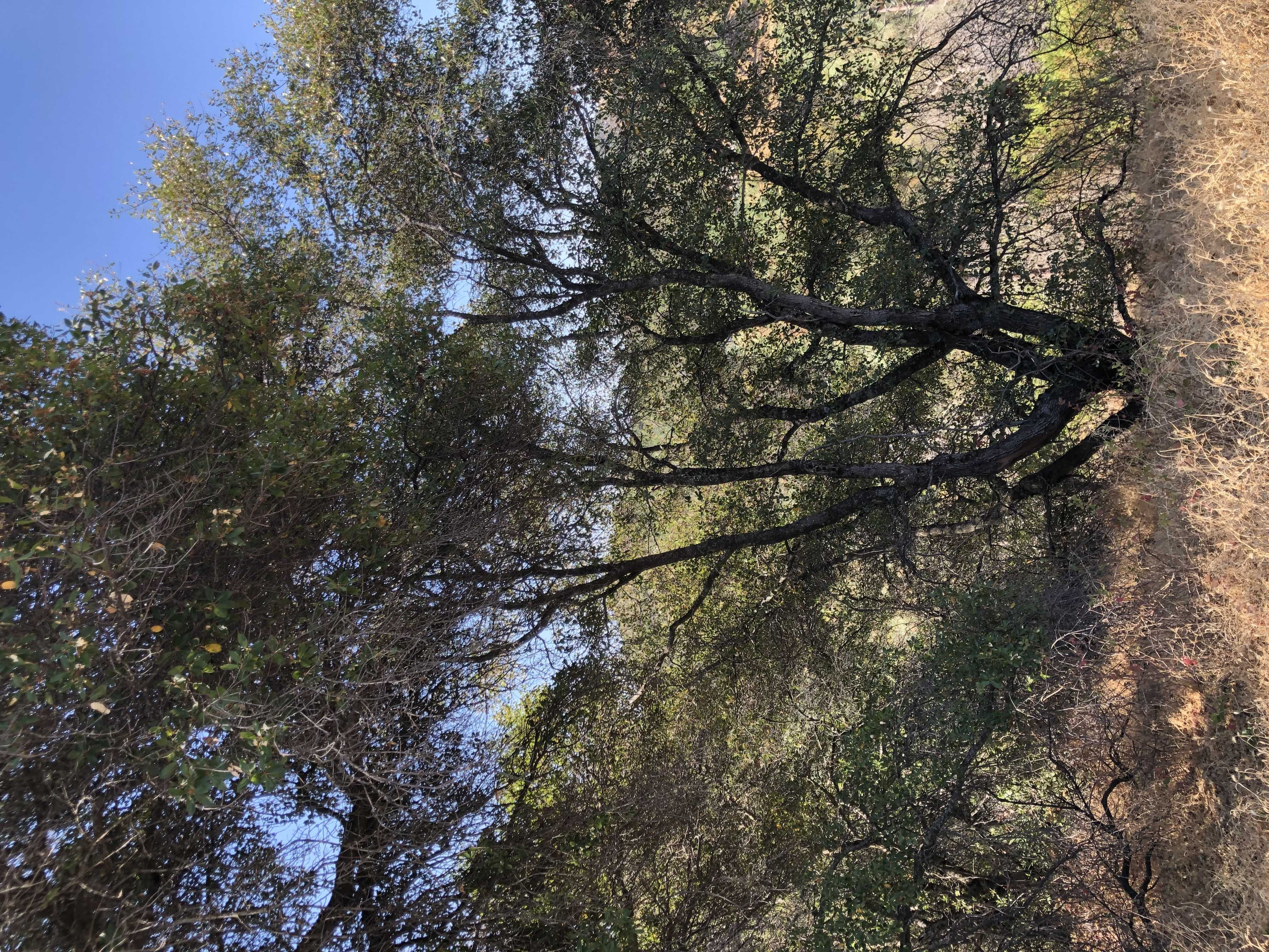 765 Montgomery Dr, Mokelumne Hill, CA, USA, 95245  | Land/Lot