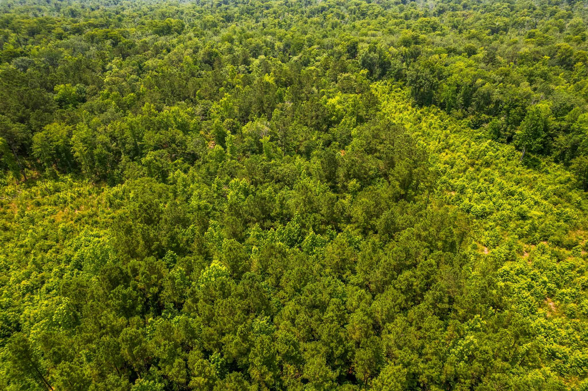 Lot 3 near Palmer's Branch Drive, Leland, 28451  | Land/Lot