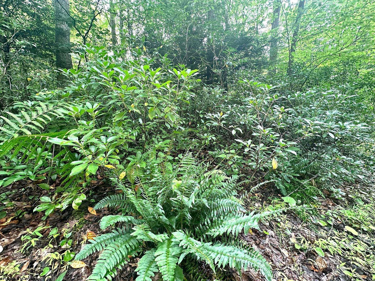 132 Dogwood Ln Terra Alta, WV 26764 - Thumbnail 2