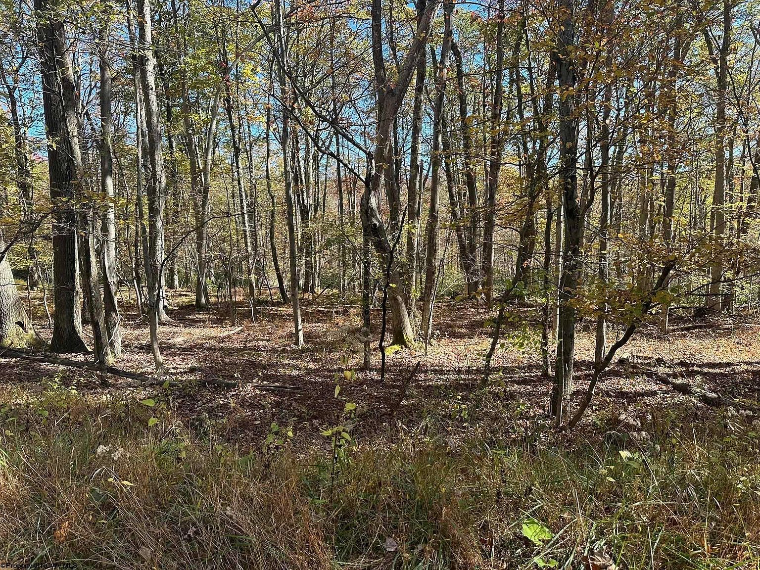 470 Redwood Dr Terra Alta, WV 26764 - Thumbnail 2