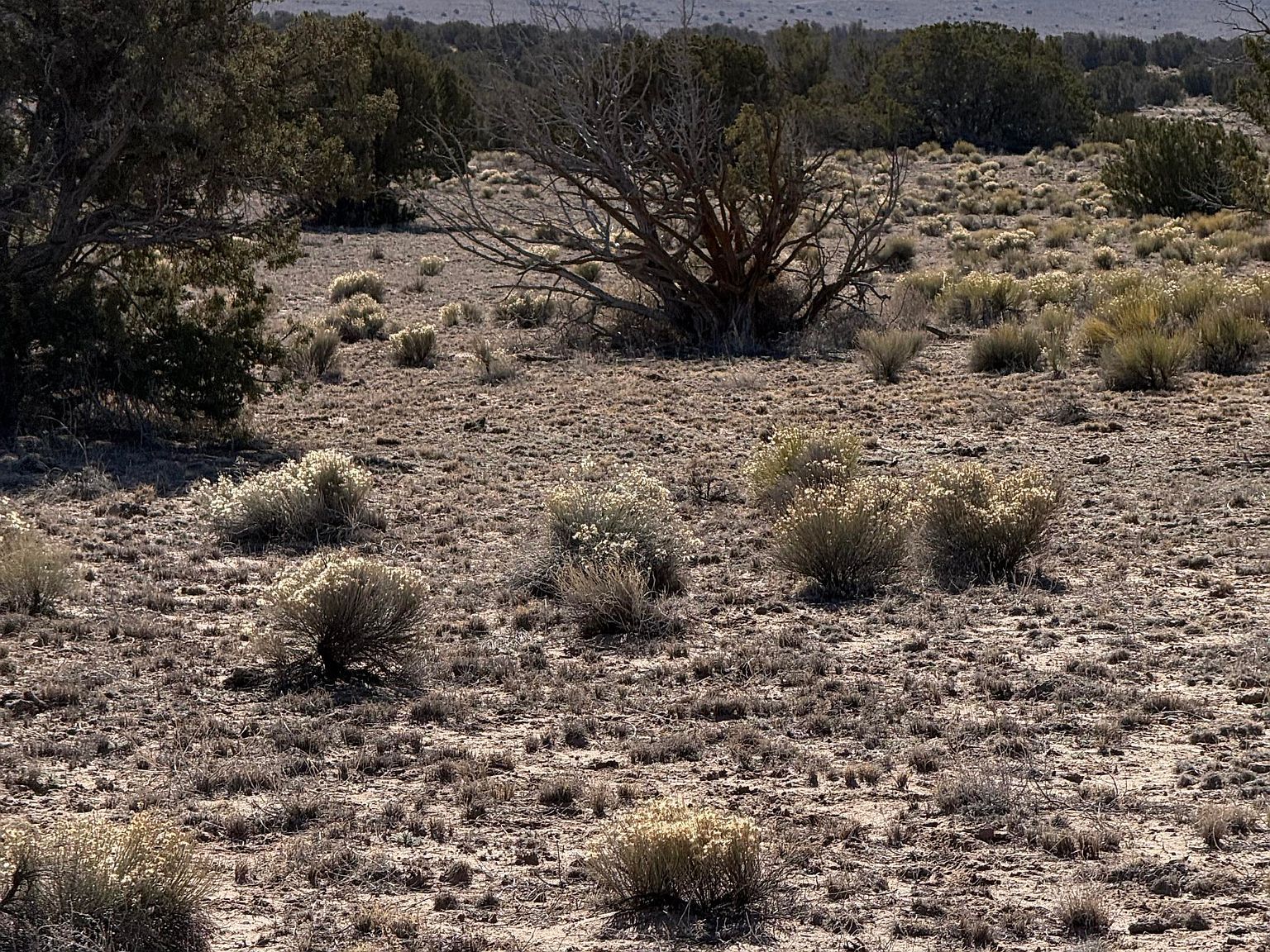 6549 N Saint Johns, AZ 85936  | Land/Lot