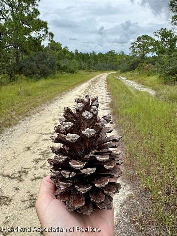 825 Neale St Lake Placid, FL 33852 - Thumbnail 2