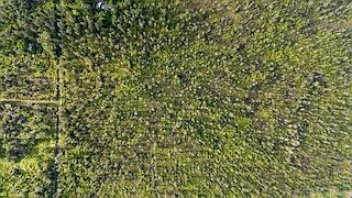 Road 2 LOT 2843 Kurtistown, HI 96760 - Thumbnail 2