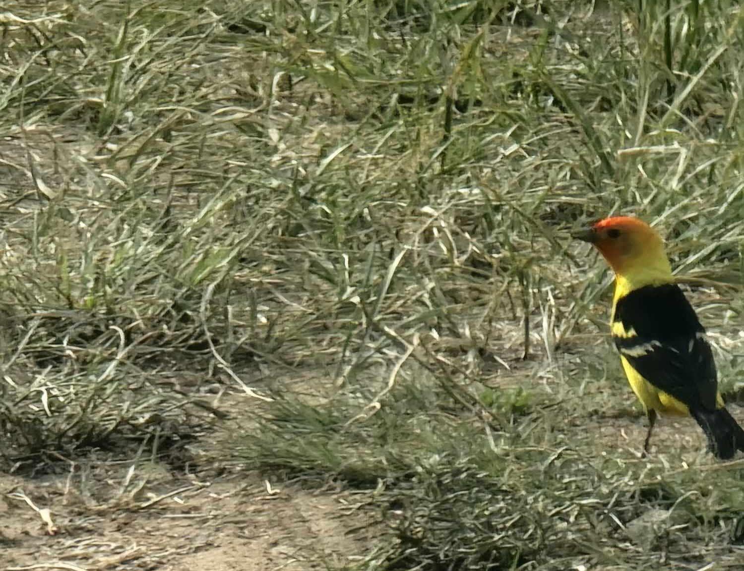 136 Turkey Ridge Rd Walsenburg, CO 81089 - Thumbnail 2