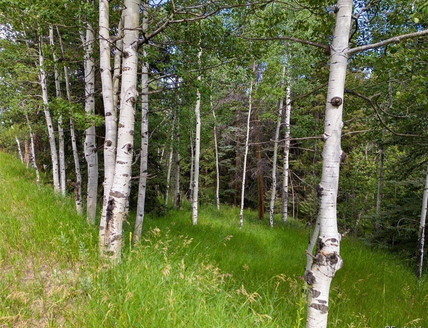 28380 Pine Trl Conifer, CO 80433 - Thumbnail 2