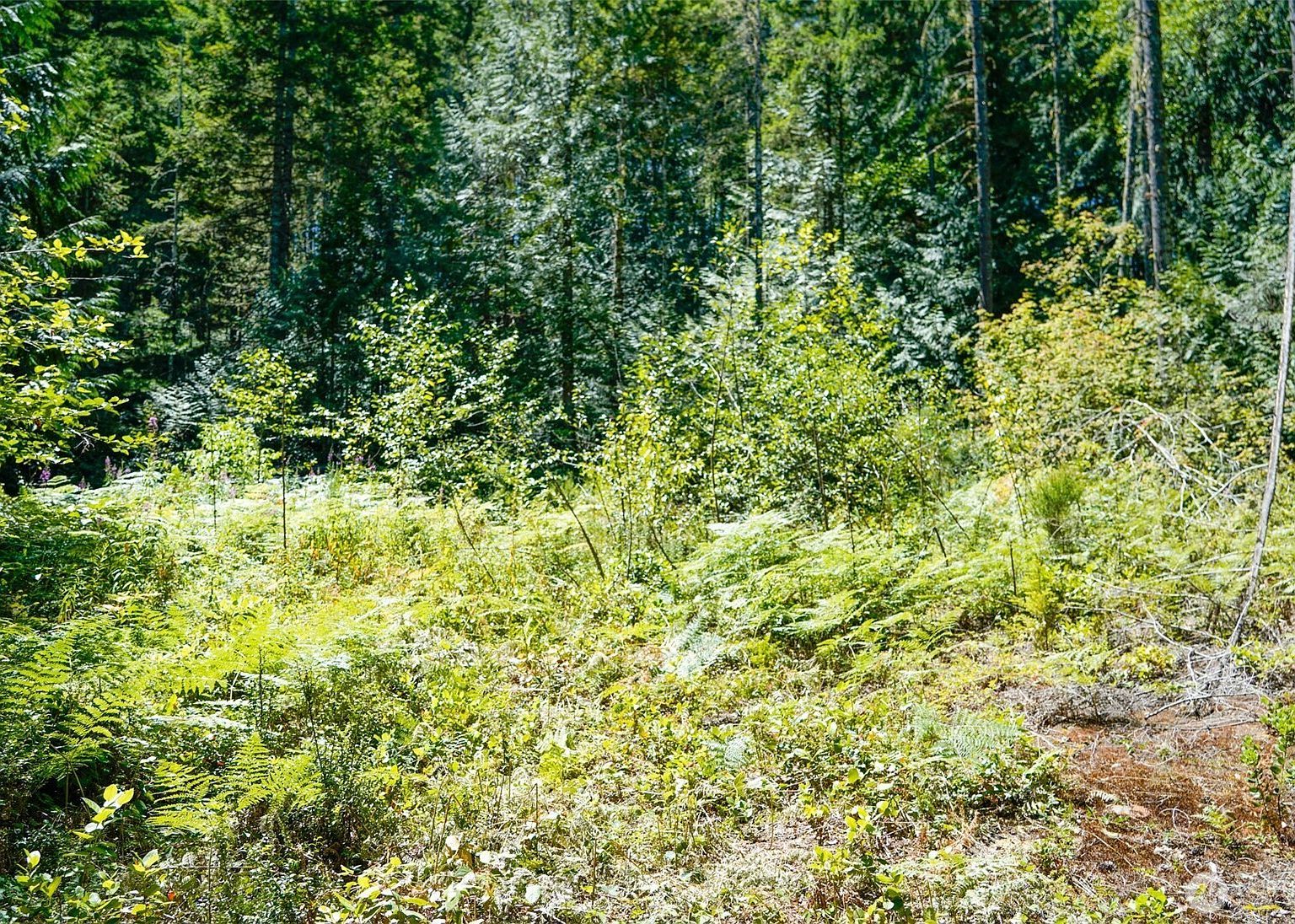 0 N Robinson Rd Hoodsport, WA 98548 - Thumbnail 2