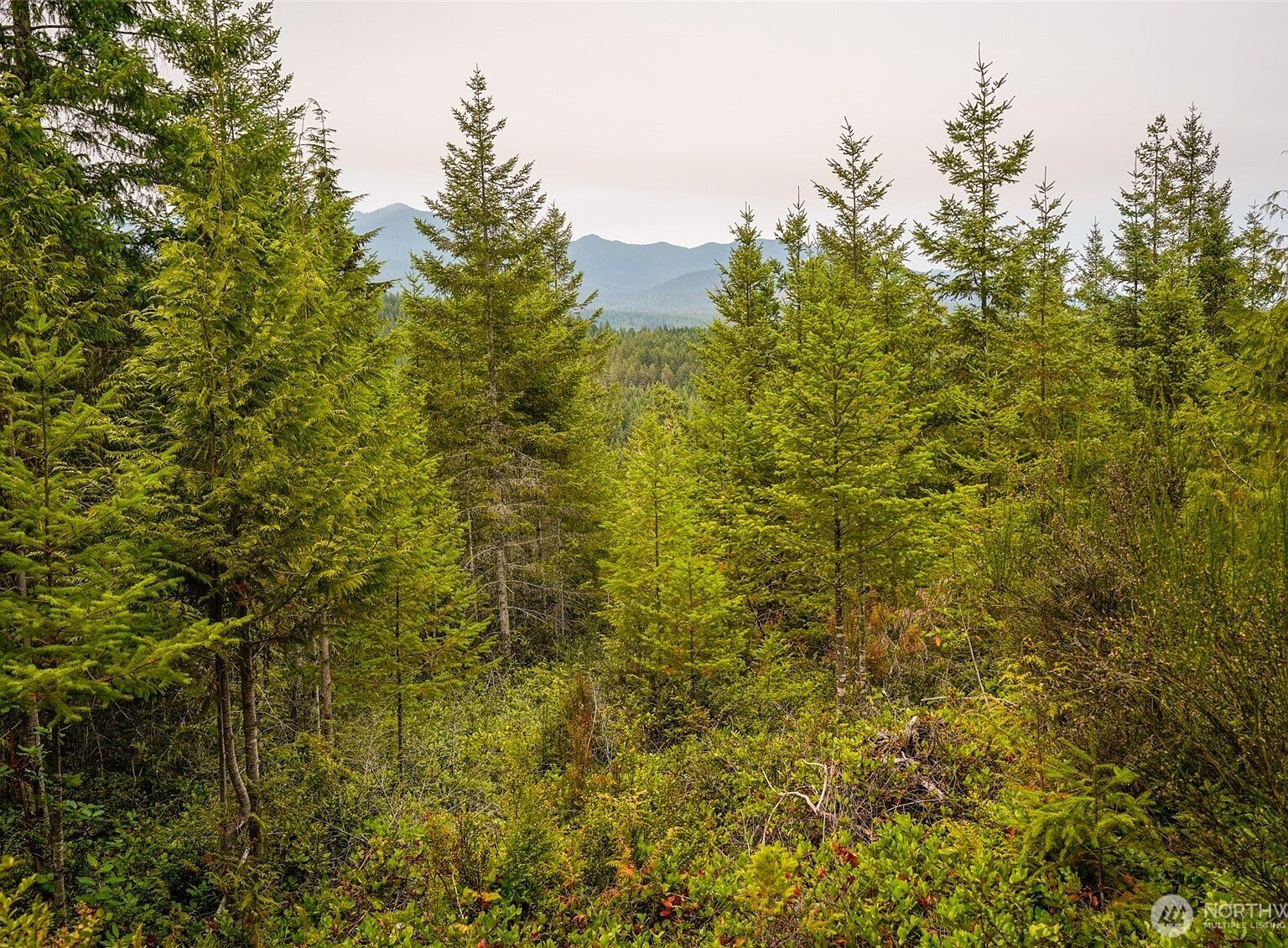 0 N Hamma Ridge Ct Lilliwaup, WA 98555 - Thumbnail 2