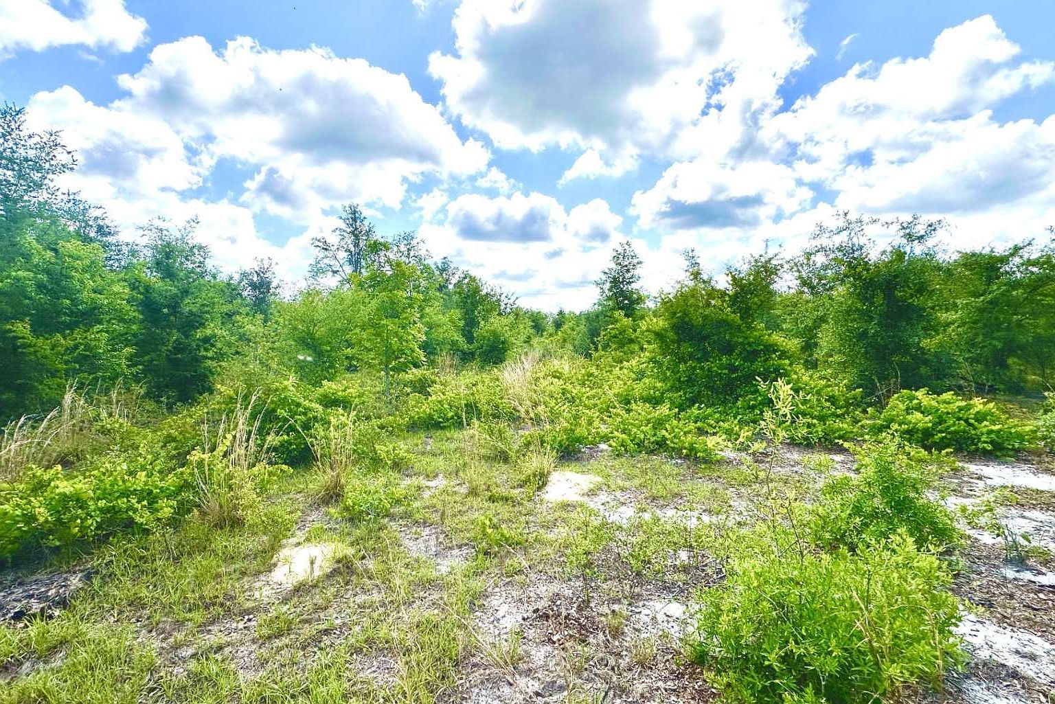 0 SE County Road 412 Mayo, FL 32066 - Thumbnail 2