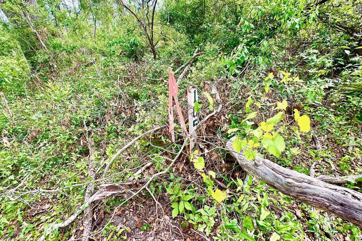 3 NW Fox Run Trl LOT 105 Mayo, FL 32066 - Thumbnail 2