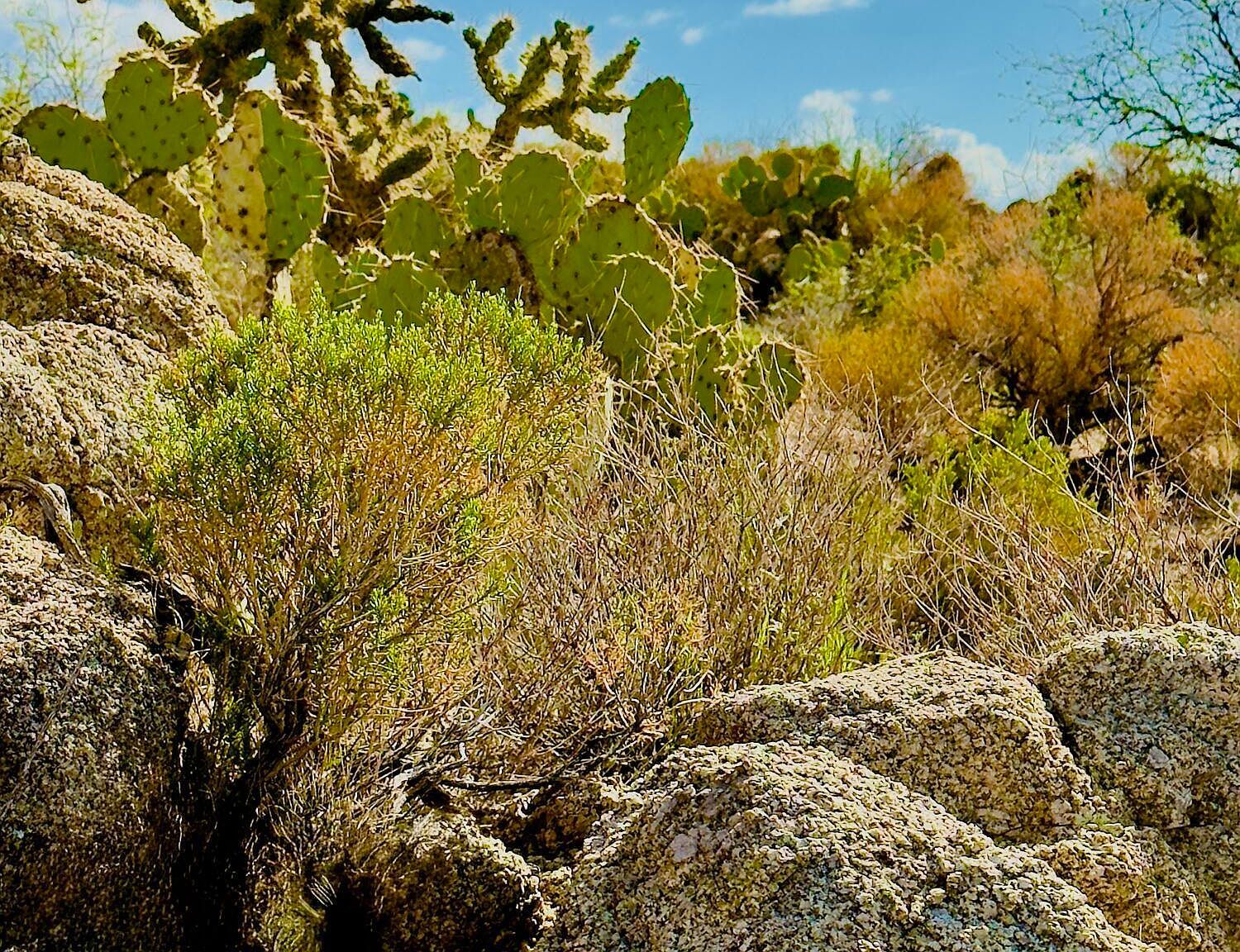 30809 S Charles Rd #32 Oracle, AZ 85623  | Land/Lot