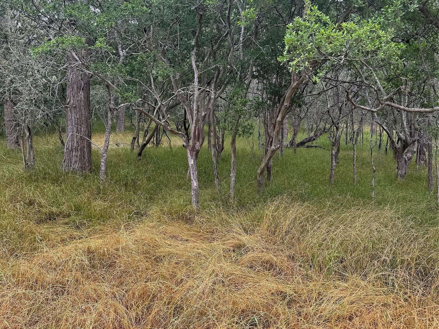 109 Hauula Ct Bastrop, TX 78602 - Thumbnail 2